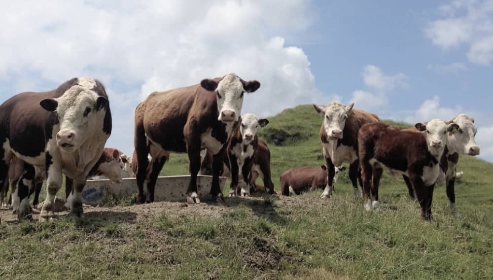 AgriPulse Dairy Bull Beef