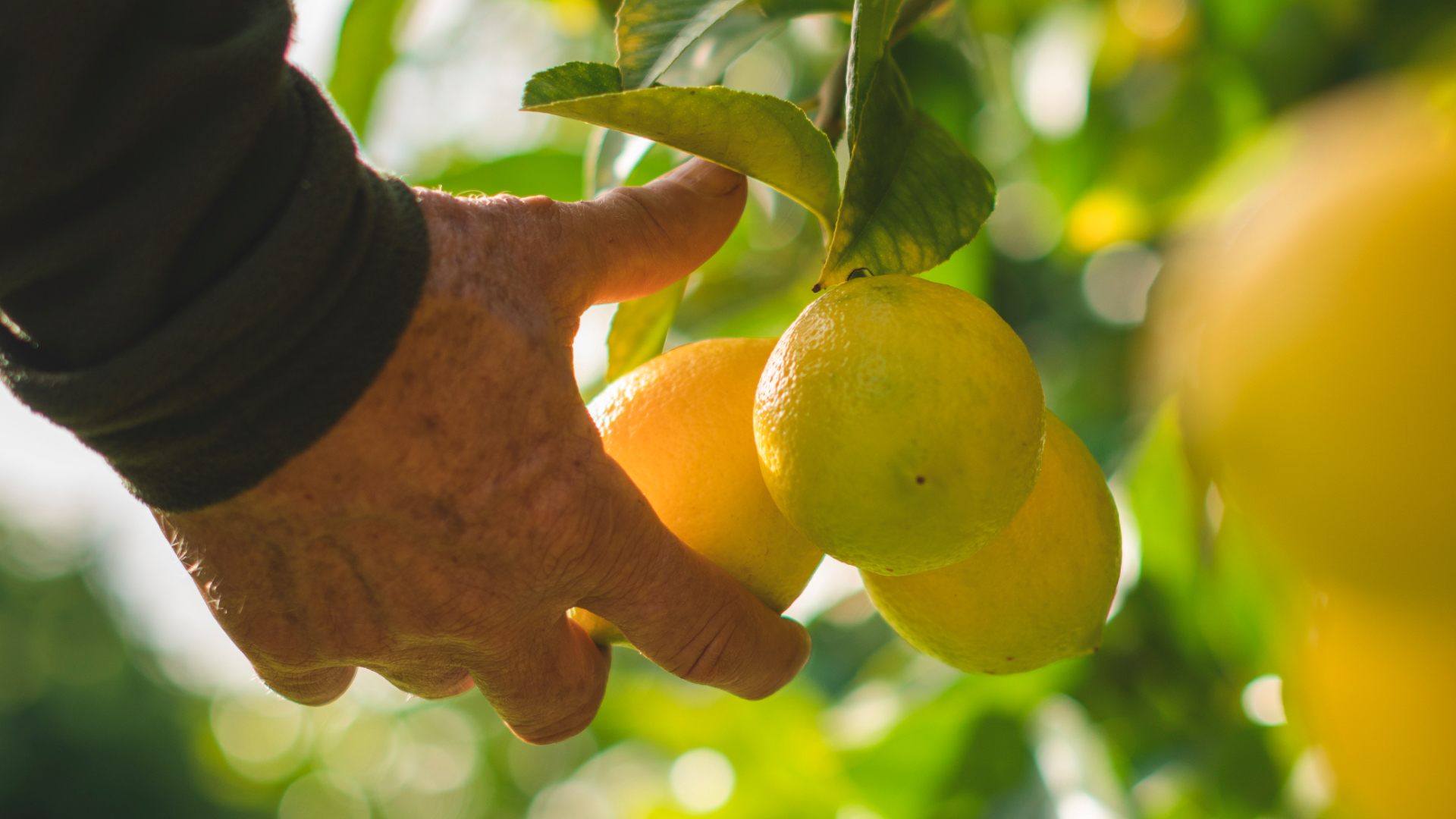 Citrus NZ - A fresh new look