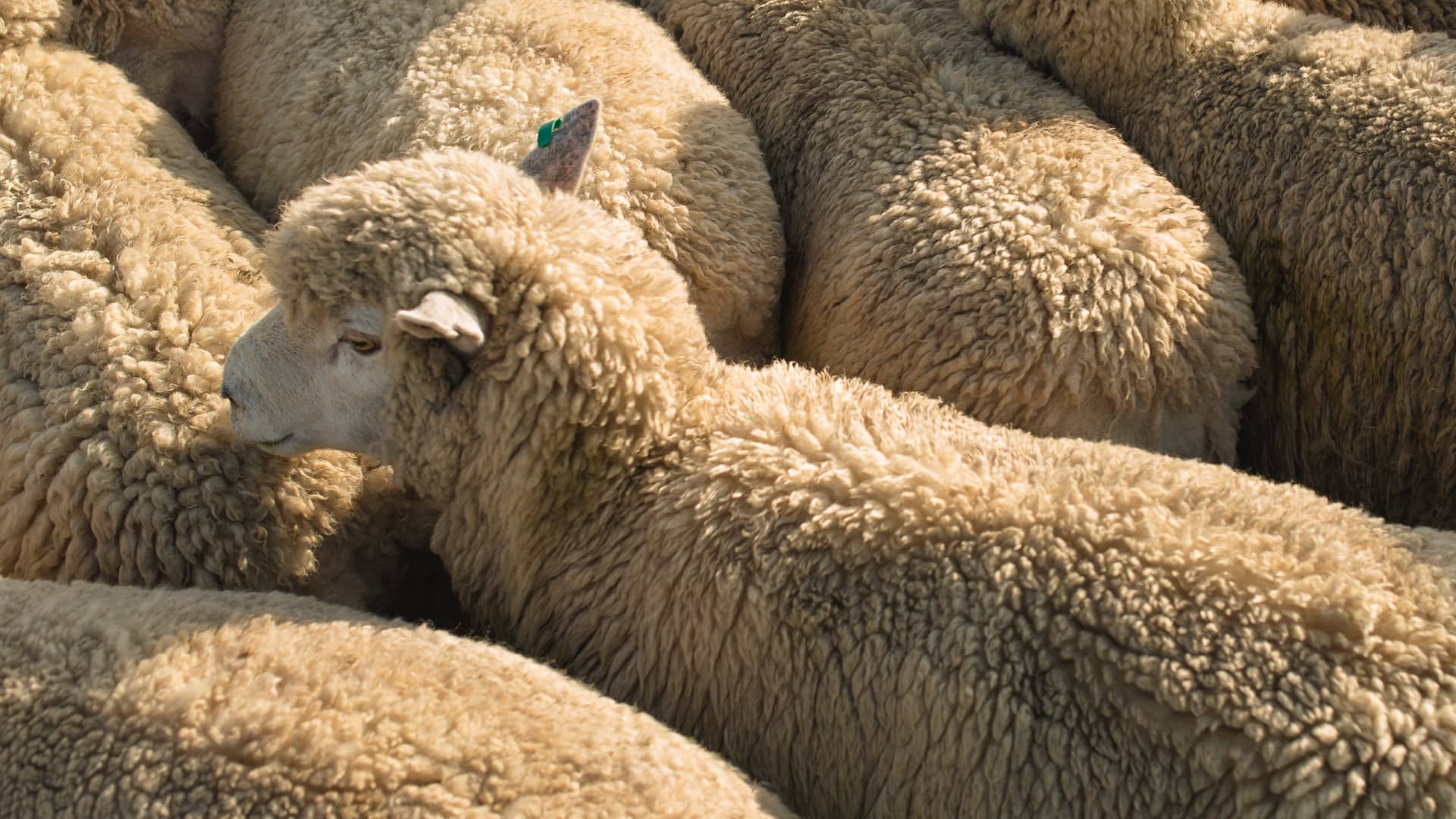 Wool – Why is Wool, Nature’s “Miracle Fibre”, in Trouble